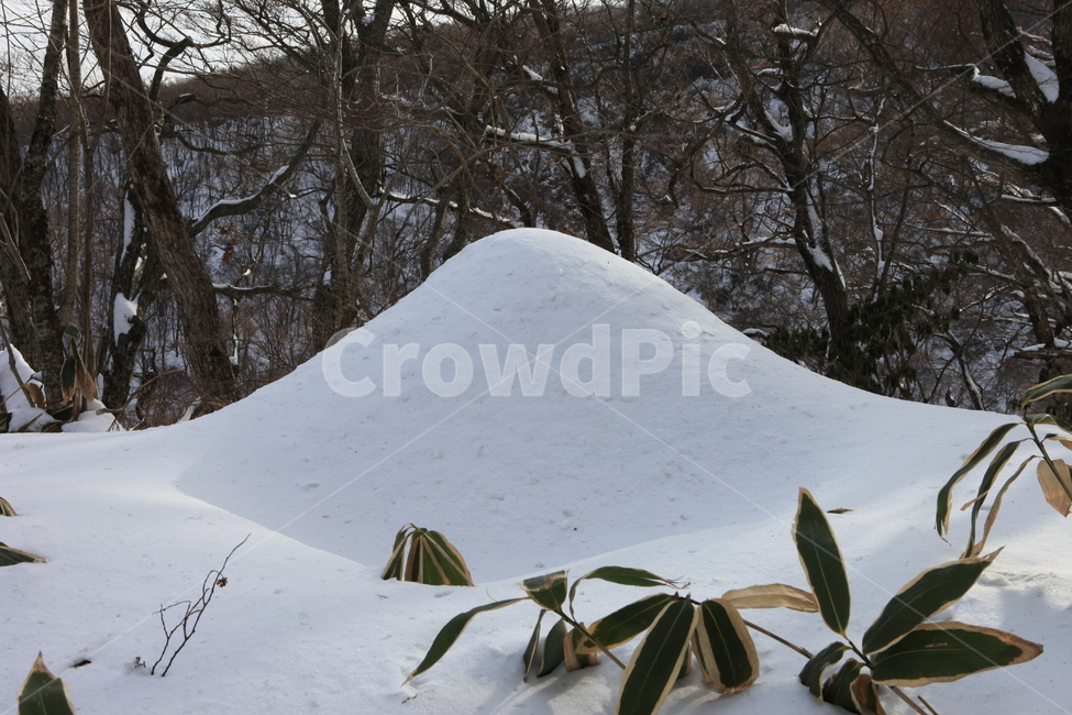 겨울,조릿대,대나무,눈,풍경,겨울,계절,winter,season,자연,풍경,nature,landscape,outdoors,옥외