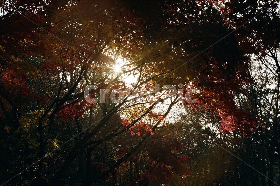 나무,자연,숲,빛,풍경