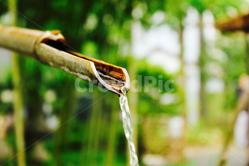 물,나무,숲,초록,감성,대나무,water,forest,green,emotion,bamboo,tree,여름사진공모전,자연,풍경,nature,landscape