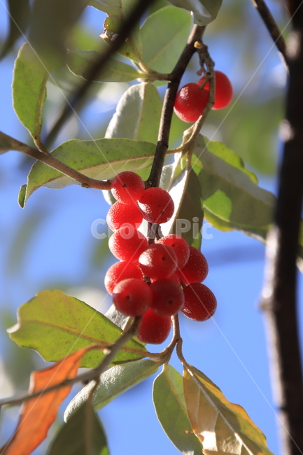 나무,열매,보리수,가을,산,식물,자연,plants,nature,과일,열매,fruit