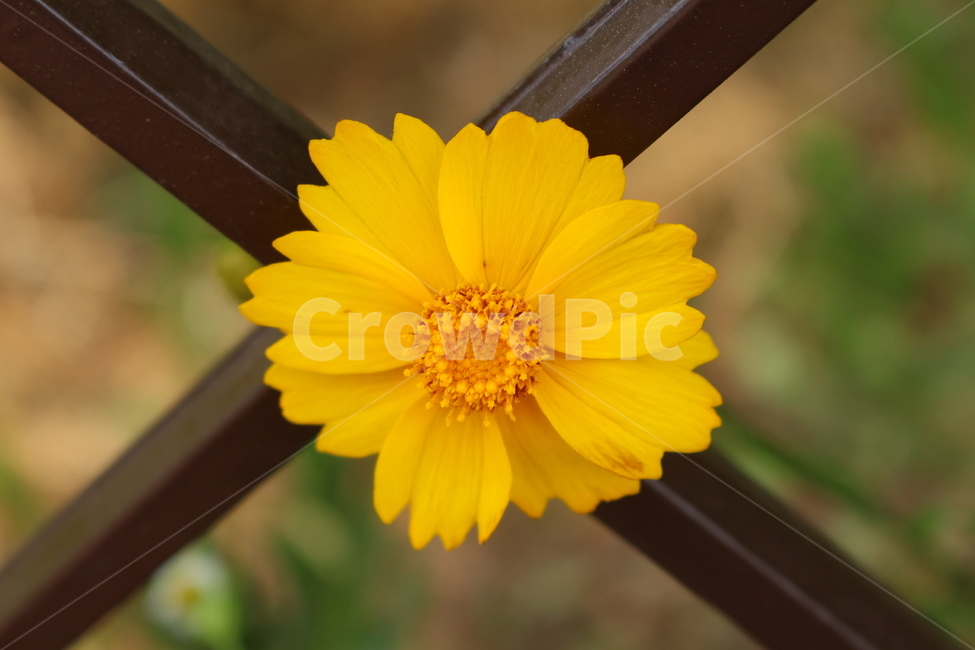 야생화,꽃,철조망과꽃,노란꽃,flower,꽃,flower