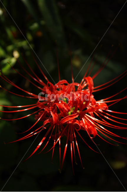 꽃,flower,꽃무릇,식물,color,red,식물,자연,plants,nature,꽃,flower