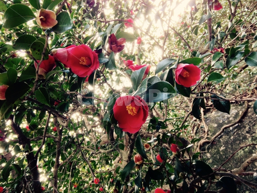 동백꽃,여수,꽃,오후,절,식물,자연,plants,nature,꽃,flower