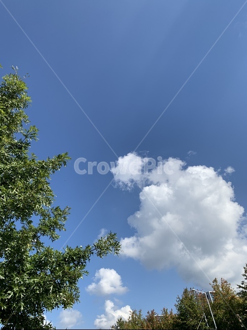 식물,tree,나무,nature,자연,plant,outdoors,옥외,하늘,sky,구름