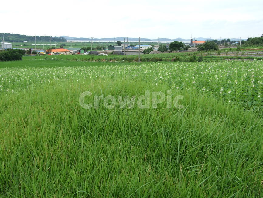 들판,식물,녹색,들풀,밭,시골,마을,풍경,landscape,country,rural,town