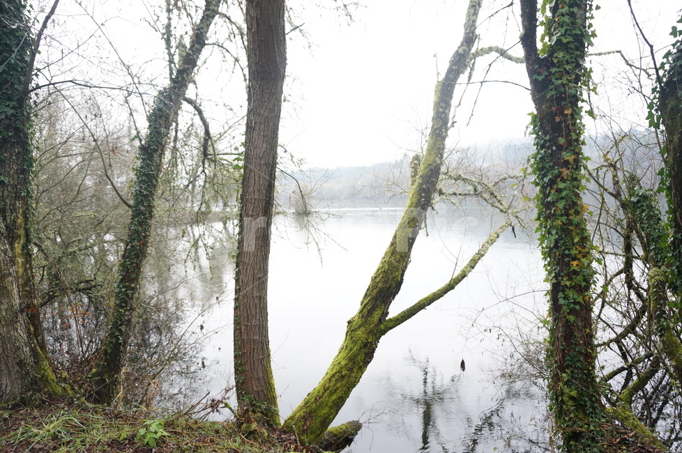 강,비개인,숲,덩굴,나무,갈리시아,스페인,galicia,tree,plant,식물,treetrunk,나무줄기,자연,풍경,nature,landscape