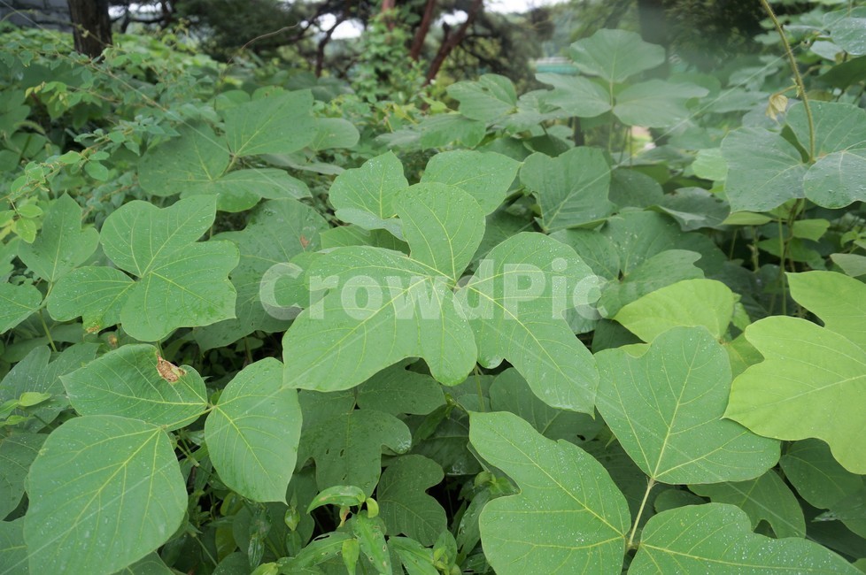 잎,leaf,plant,식물,자연,초록잎,물방울,빗방울,비,식물,자연,plants,nature