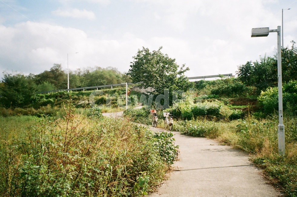 여름,하늘,초록색,필름사진,밭,길,자연,풍경,nature,landscape,시골,마을,country,rural,town,outdoors,옥외