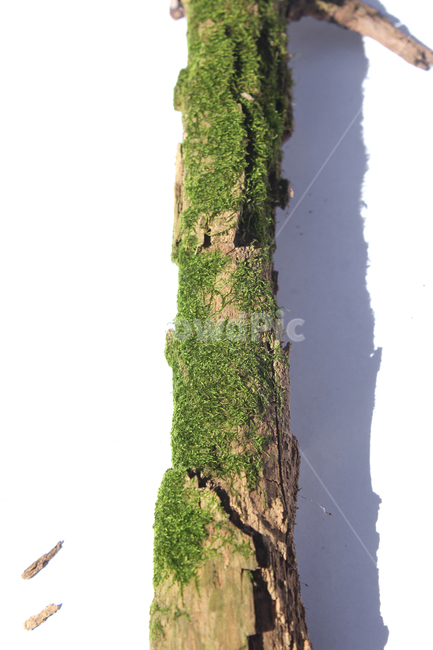 bark,branch,branchesmoss,brown,closeup,detail,dry,green,moss,natural,nature,piece,plant,tree,wood,wooden,이끼,그린,녹색,나뭇가지,오래된,자연,식물,나무,우드,건조한,마른,가지,풀,이끼풀,흰배경,클로즈업,갈색,브라운,식물,자연,plants,nature,나무,trees,wood