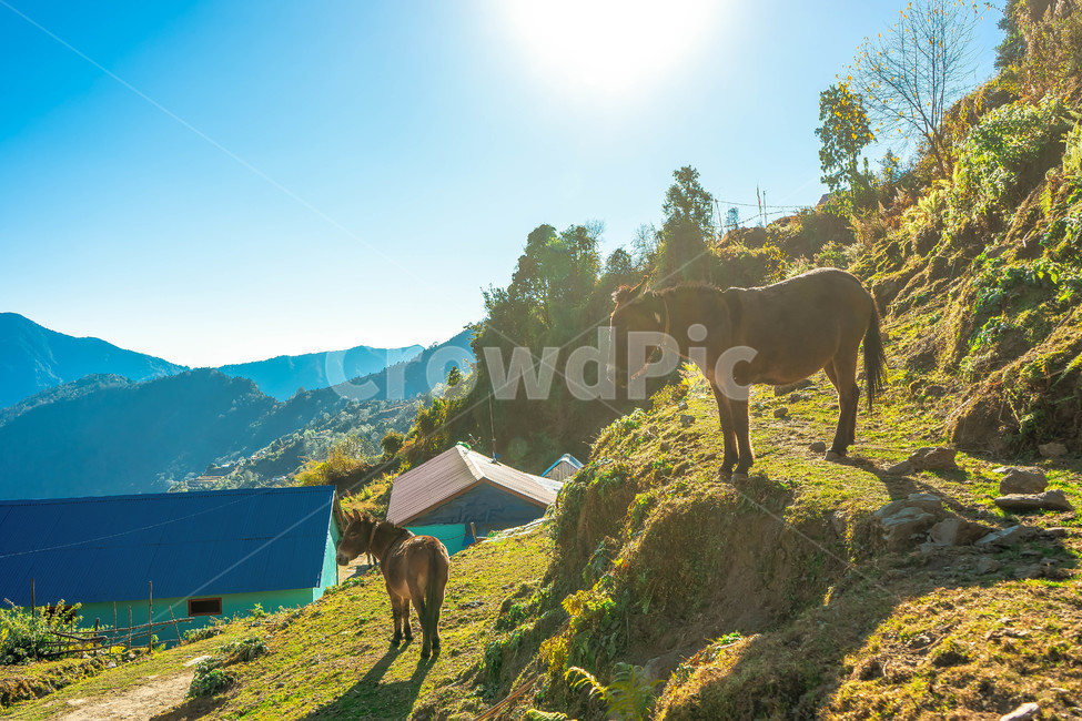 slope,경사,outdoors,옥외,horse,말,pony,조랑말,산,mountain,풍경,landscape,햇빛,동물,animal,포유류,mammal,휴식,힐링,rest,relaxation,healing
