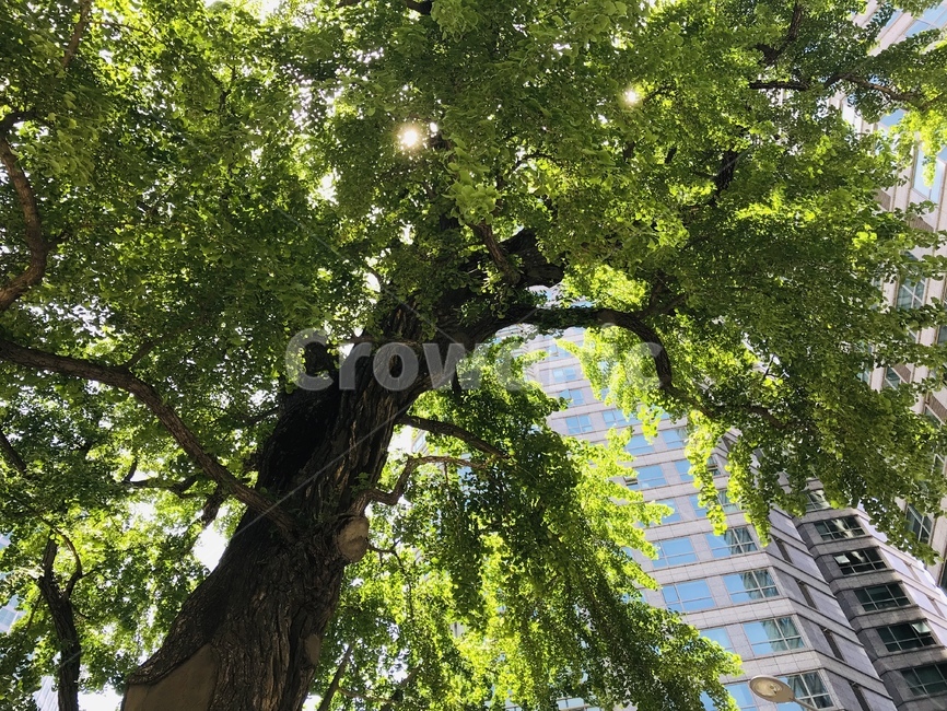 은행나무,초록색나무,여름,나무,푸르름