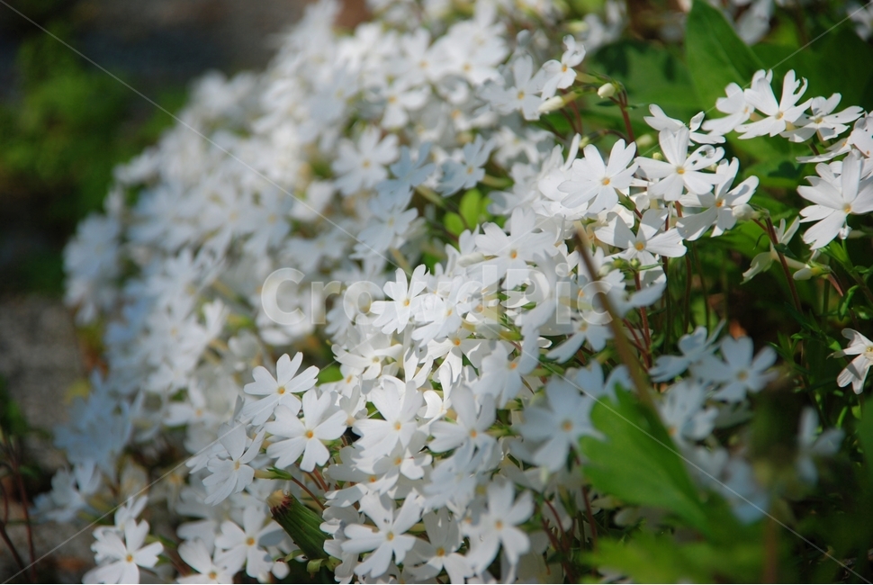 꽃,봄,식물,자연,흰꽃,들꽃,꽃잔디,봄,계절,spring,season,식물,자연,plants,nature,꽃,flower,plant,blossom