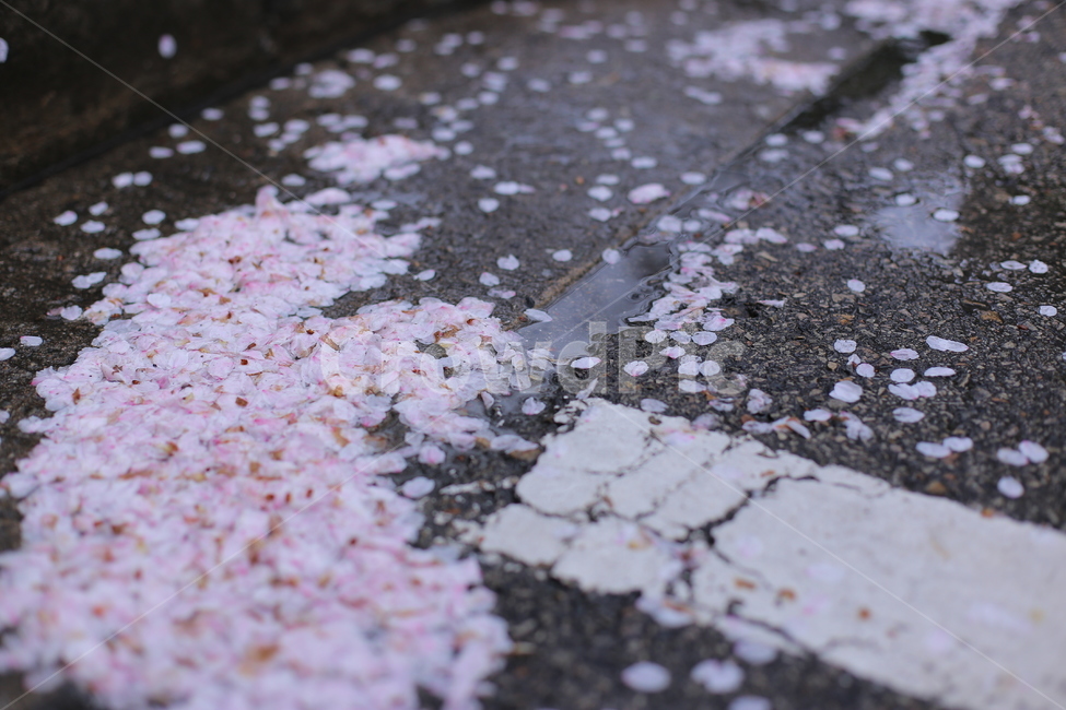 봄,봄비,벚꽃,비내리는날,비오는날,분홍,풍경,꽃잎,봄,계절,spring,season,꽃,flower,비,비오는날,rain,rainy,blossom,petal,plant,식물