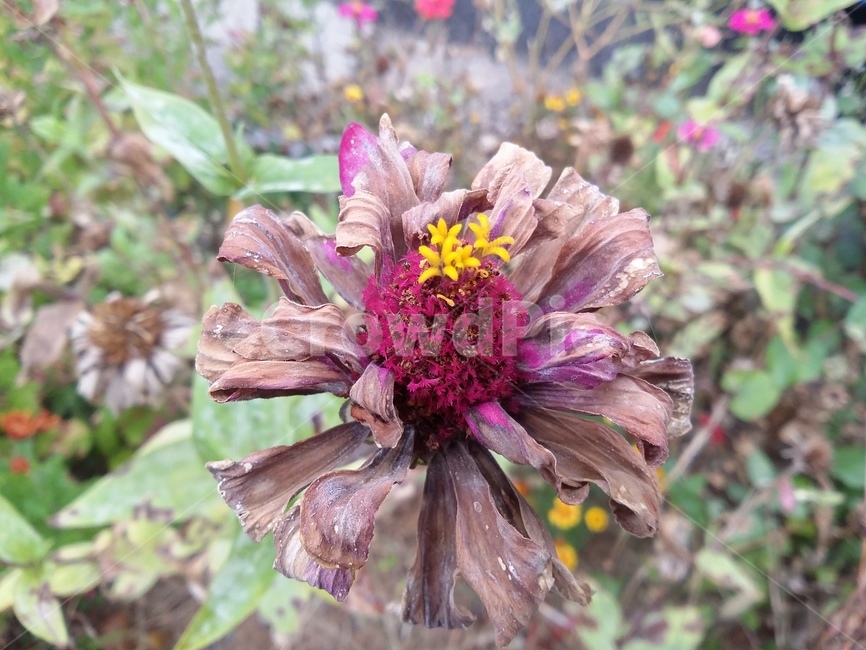 식물,plant,flower,꽃,꽃잎,자연,식물,자연,plants,nature,꽃,flower