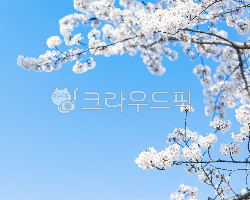 cherryblossom,branch,space,empty,spring,spring flowers,white,copy space,weather,season,spring day,empty space,sky,tree,picnic,blank space,cherry blossom viewing,background,plant,cherry tree,color,outing,bright,flowering,scenery,petals,out of focus,composi
