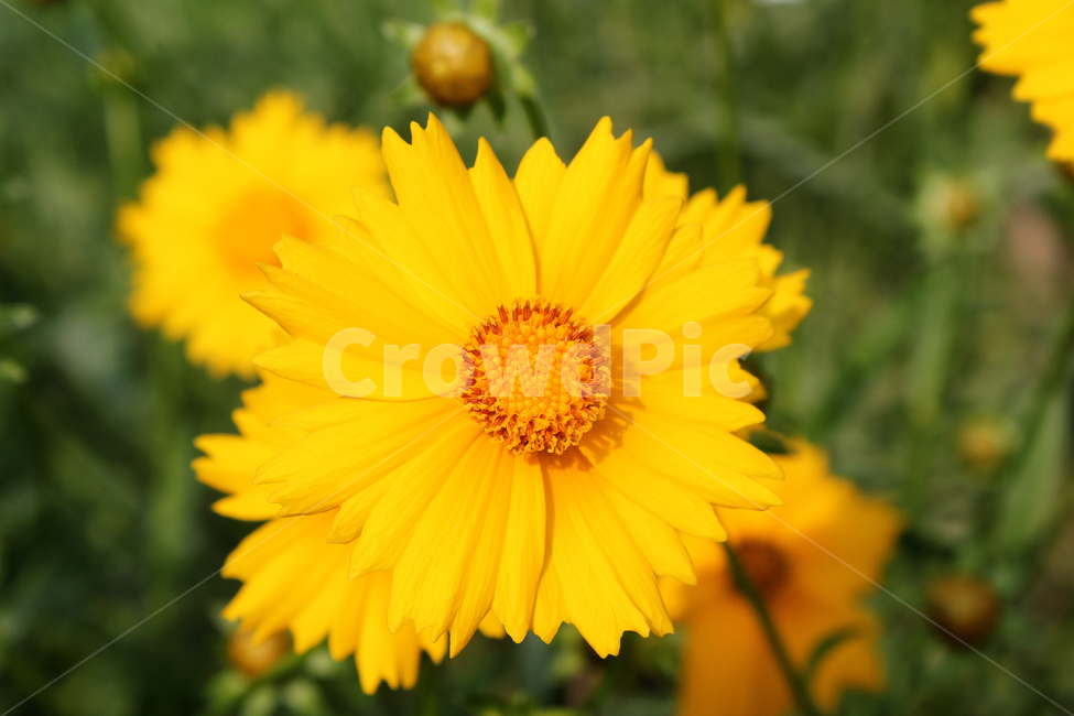 금계국,꽃,한국,노랑,노란색,노랑꽃,정원,식물,자연,goldenwaveflower,flower,fresh,goldenwave,goldenwaves,green,korea,natural,plant,yellow,옐로우,플라워,공원,식물,자연,plants,nature,꽃,flower