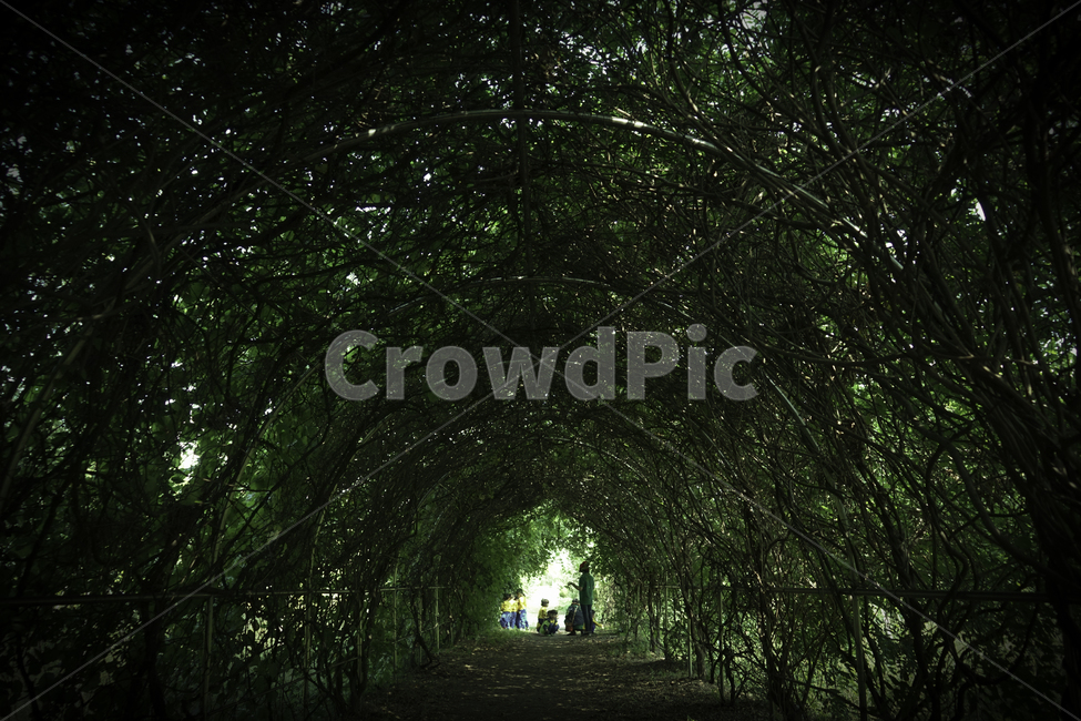 나무,덩굴,숲,초록,green,forest,wood,자연,풍경,nature,landscape,사람들,대중,군중,other people,crowd,어린이,어린아이,child,children,kid