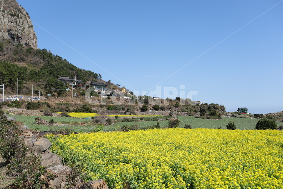 제주,봄꽃,유채꽃,노란꽃,노랑,풍경,봄,계절,spring,season,자연,풍경,nature,landscape,한국자연풍경,한국자연경관,korea nature landscape,grassland,목초지,outdoors,옥외,field,들