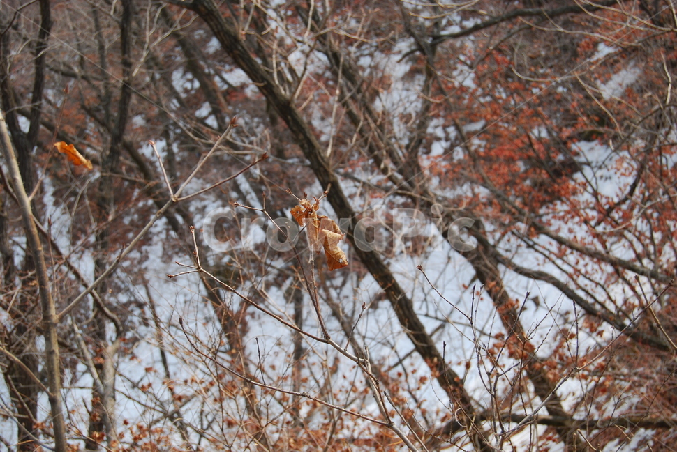 눈,snow,tree,winter,겨울,겨울,계절,winter,season,식물,자연,plants,nature,나무,trees,wood
