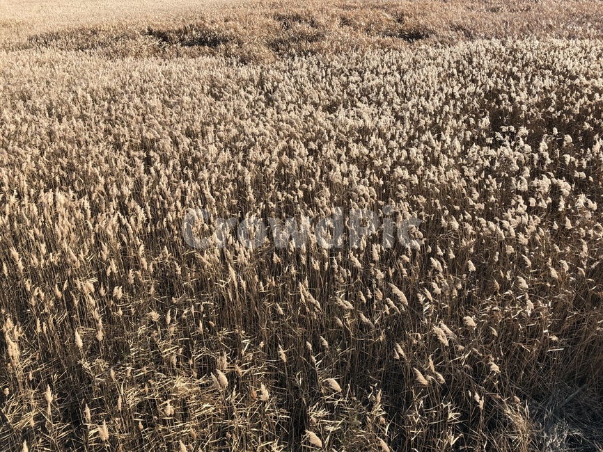 plant,식물,순천만,습지,갈대,reed,갈대군락지,겨울,winter