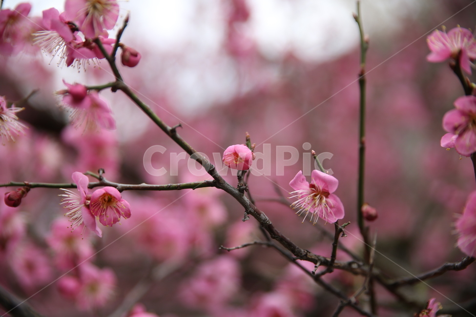봄,매화,분홍,아름다움,꽃,꽃봉오리,꽃봉우리,봄,계절,spring,season,식물,자연,plants,nature,꽃,flower,plant,blossom