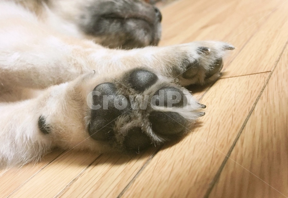 강아지,발바닥,젤리,강아지발바닥,동물,동물,animal,포유류,mammal,개,강아지,dog,doggy