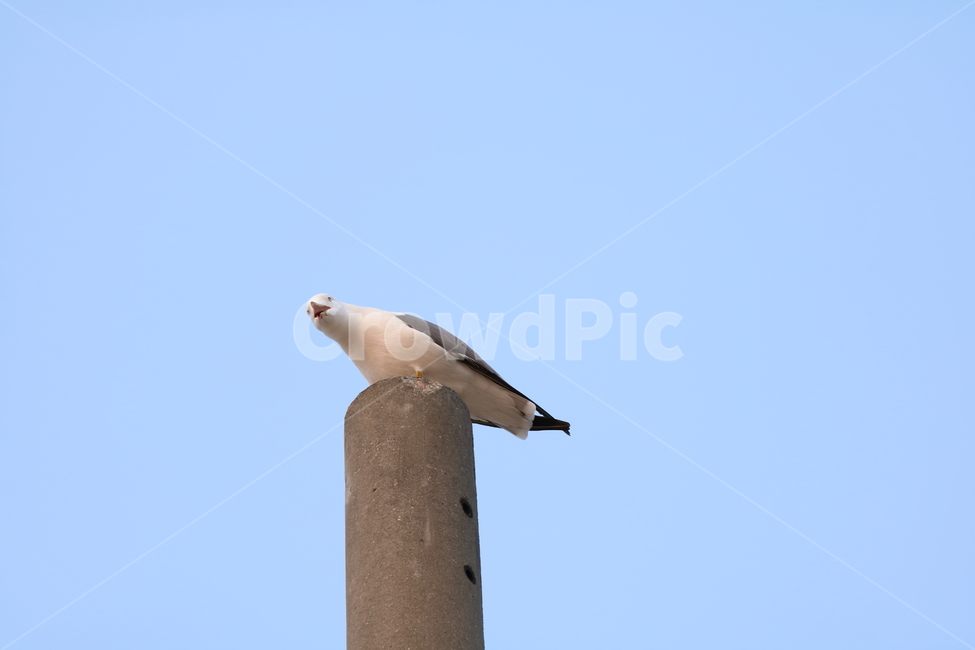 을왕리,해변,갈매기,갈매기친구들,새,동물,animal,조류,새,birds