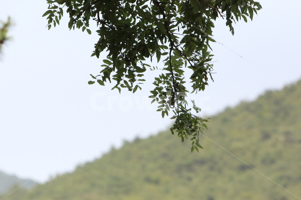 산,자연,감성,오후,색감,풀,풀잎,나뭇잎,나무,tree,하늘,sky,초록빛,light,야외,outdoors