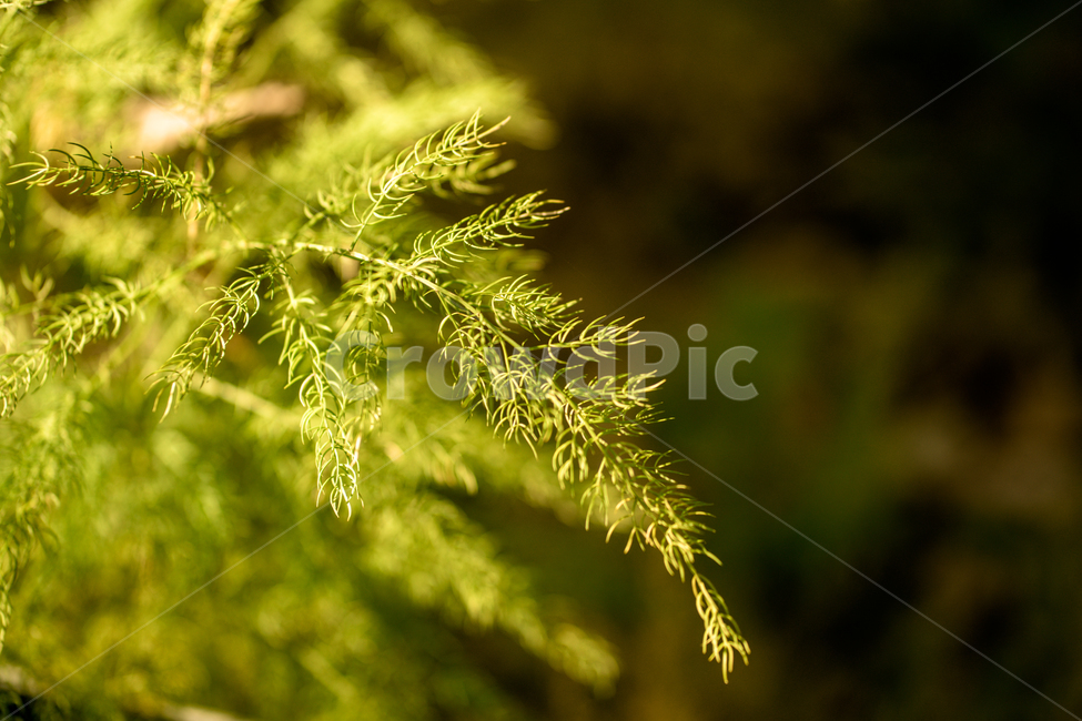자연,식믈,초록,접사,봄,식물,자연,plants,nature