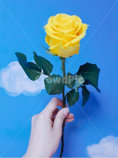 장미,노란장미,꽃,노란,하늘,프로필,사진,꽃,flower,신체일부,몸,body
