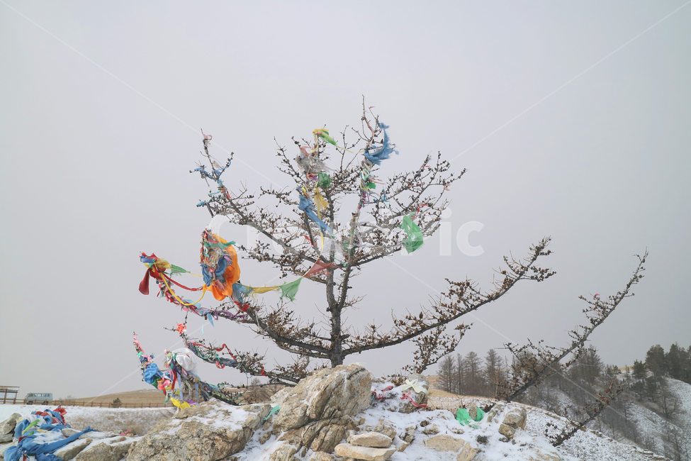 러시아,이르쿠츠크,알혼섬,바이칼호수,나무,풍경,자연,rusia,irkutsk,lakebaikal,tree,winter,nature,샤머니즘