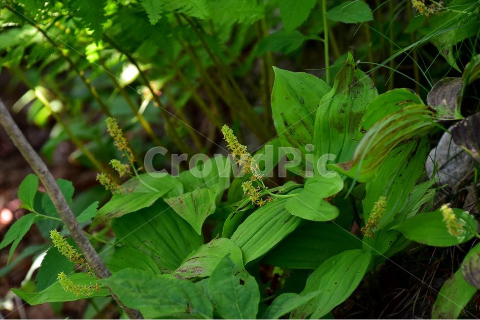 자주솜대,야생화,꽃,식물,자연,생태,플라워,flower,plants,nature,식물,자연,plants,nature,꽃,flower