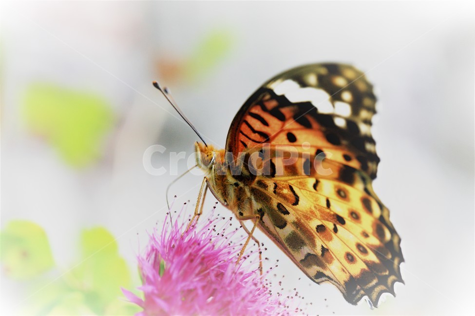 꽃,나비,가을,곤충,butterfly,식물,자연,plants,nature,꽃,flower,곤충,벌레,insect,bug