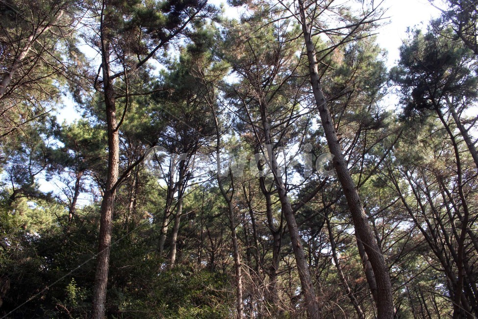 나무,숲,산,자연,흙,가지,나뭇가지,풍경,여행,산림,힐링,산림욕,잎,초록색,햇살,자연,풍경,nature,landscape,식물,plants,나무,trees,wood,tree,plant