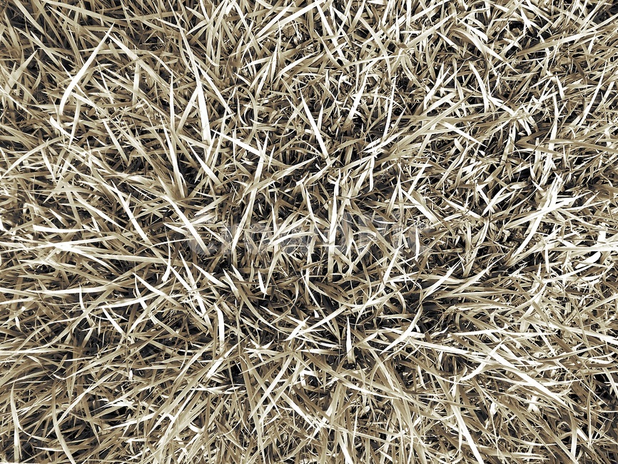 풀,풀밭,잔디,자연,패턴,배경,모노톤,nature,grass,plant,pattern,monotone,배경사진,식물,자연,plants,nature