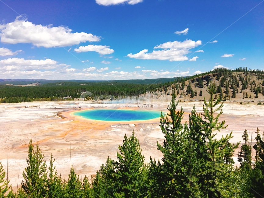 yellowstone,옐로스톤,grandprismaticspring,그랜드프리브매틱스프링,미국국립공원,자연,풍경,nature,landscape,해외,외국,세계,foreign,oversea,world,세계자연풍경,해외자연풍경,외국자연풍경,world nature landscape,tree,나무,plant,식물,abies,아비,fir,전나무