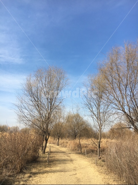 겨울한강공원,겨울,겨울길,겨울공원,나목,건조