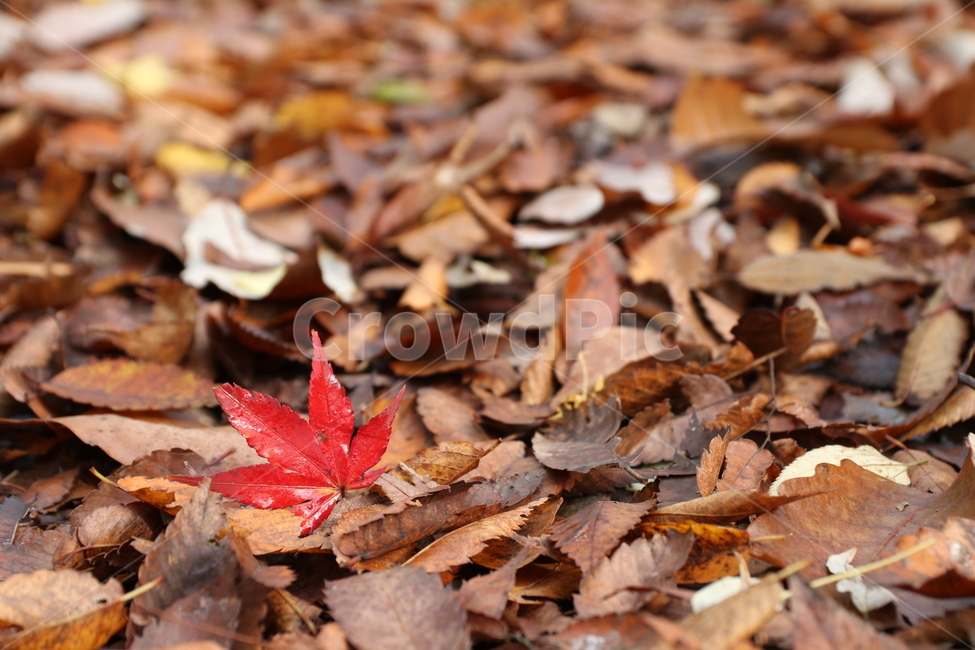식물,잎,plant,나뭇잎,단풍,가을,계절,fall,autumn,season,leaf