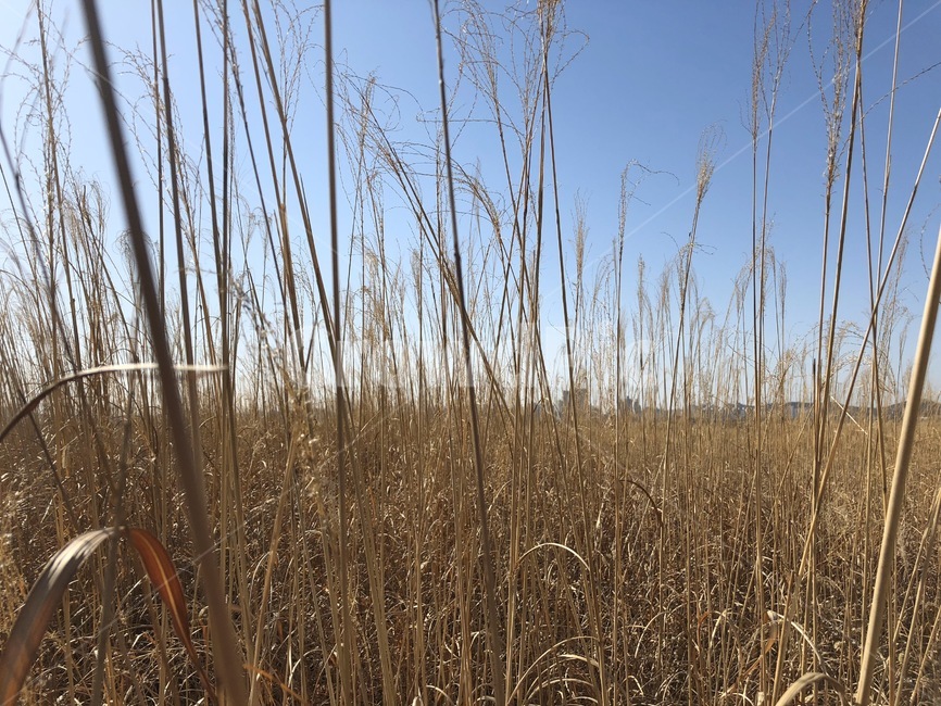 plant,식물,grass,lawn,잔디,갈대,가을,겨울,자연