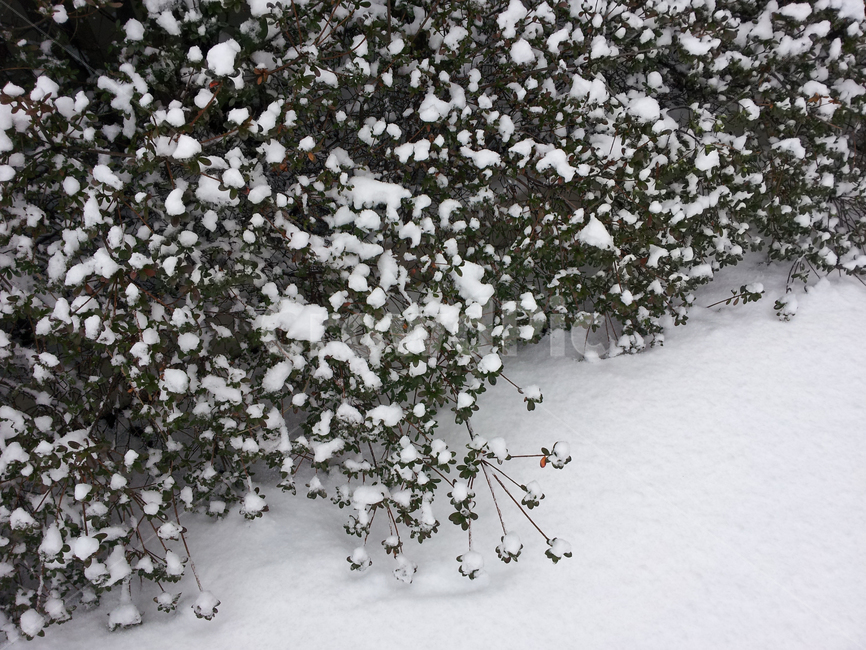 겨울,winter,12월,december,1월,january,nature,자연,outdoors,옥외,snow,눈,눈꽃,화단,정원,겨울,계절,winter,season
