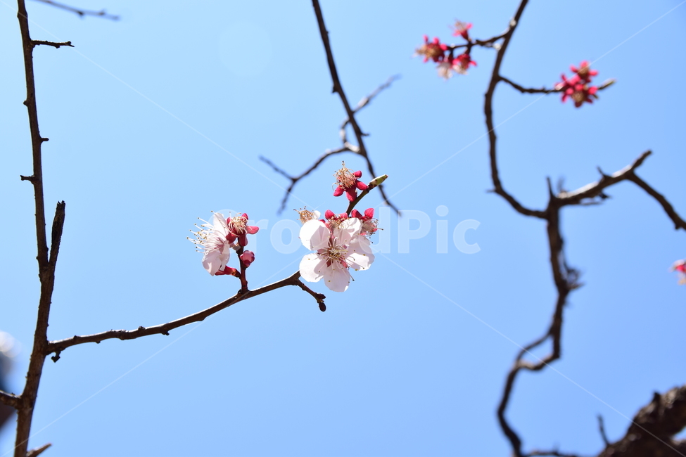 매화,꽃,매화꽃,매화나무,봄꽃,자연,푸른하늘,flower,계절,예쁜,하얀꽃,식물,자연,plants,nature,꽃,flower