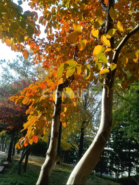가을,단풍,낙엽,maple,plant,식물,단풍나무,단풍잎,leaf,잎,tree,나무,계절,fallautumnseason,가을단풍,자연,풍경,경치,가을,계절,fall,autumn,season,식물,자연,plants,nature,나무,trees,wood
