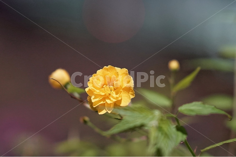 봄,꽃,향기,아웃포커싱,보케,봄,계절,spring,season,식물,자연,plants,nature,꽃,flower,감성,sensible,feeling,plant