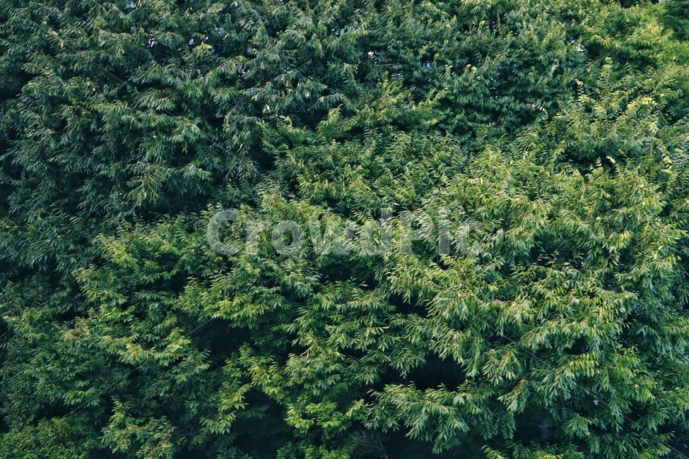 느티나무,푸름,나뭇잎,녹색,자연,식물,자연,plants,nature