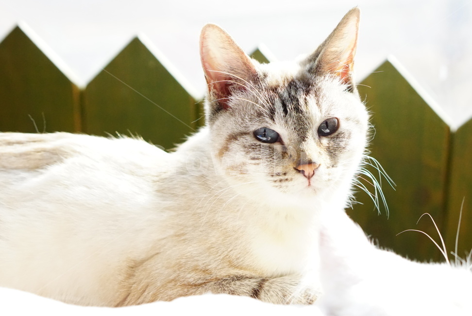 고양이,cat,애완동물,animal,pet