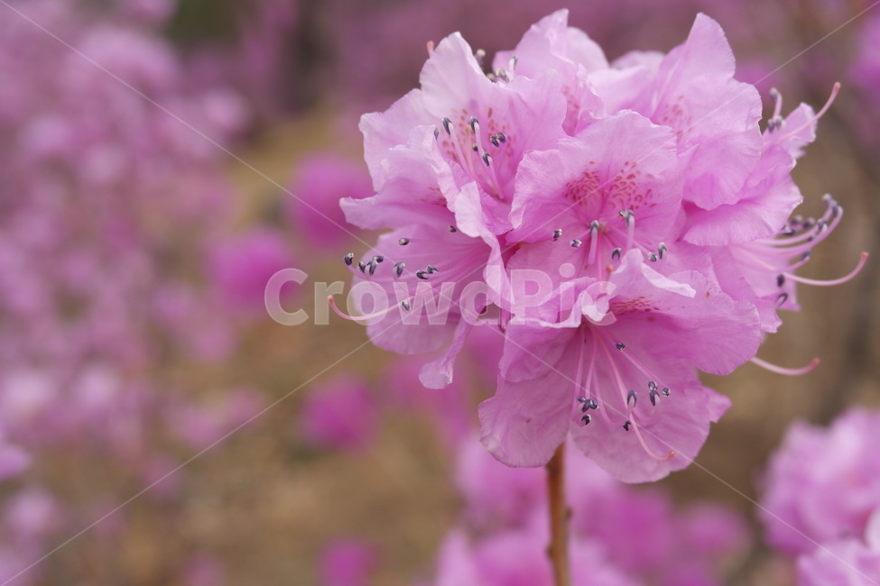 plant,식물,꽃,flower,진달래,식물,자연,plants,nature,꽃,flower