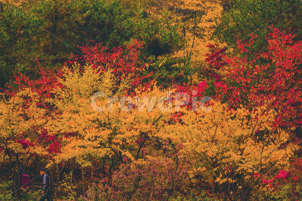 leaf,잎,plant,식물,tree,나무,maple,단풍,yellow,red,autumn,fall,가을,은행나무,ginkgo,가을,계절,fall,autumn,season