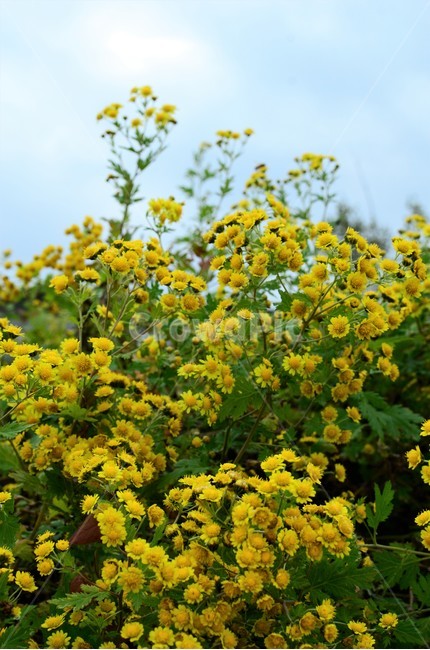 감국,국화,들국화,가을야생화,가을들풀,식물,자연,plants,nature,꽃,flower