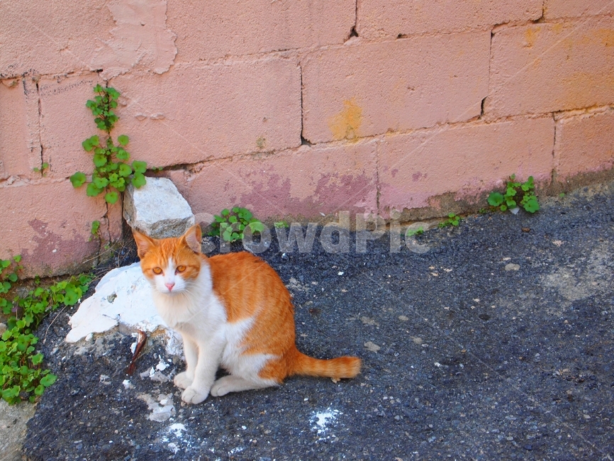 고양이,cat,동물,길고양이,벽,동물,animal,포유류,mammal,고양이,cat,kitten,kitty