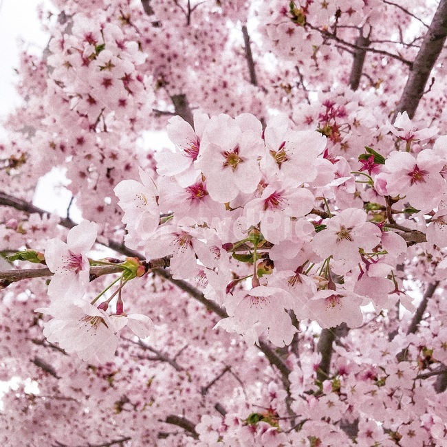 벚꽃,꽃,봄,spring,cherryblossom,봄,계절,spring,season,plant,식물,flower,blossom